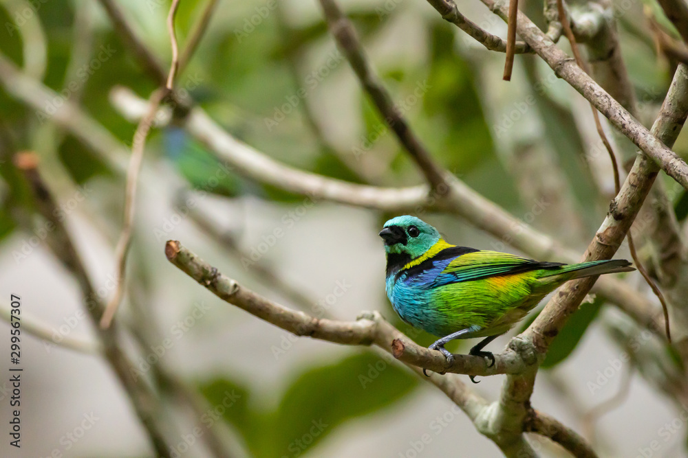 Green-headed tanager - Tangara seledon Green-headed tanager - Tangara seledon