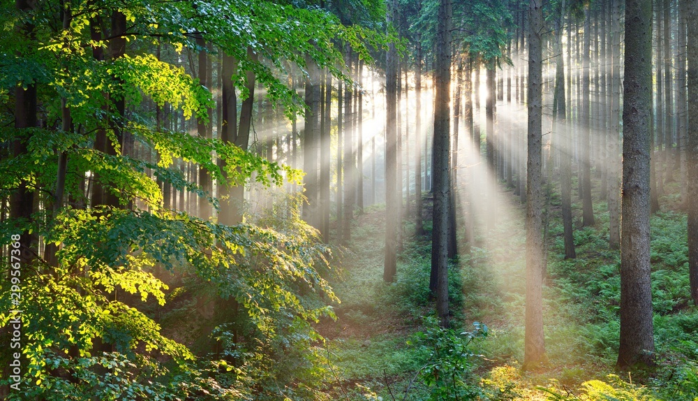 Sun rays in a fog in a misty morning green forest. Osnabruck, germany - obrazy, fototapety, plakaty 