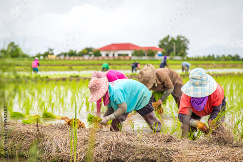 Farmers are planting rice in the rice fields according to the season of planting.