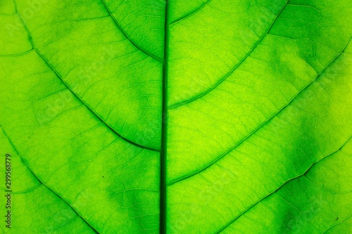 The Green Leaf Texture background with light behind.