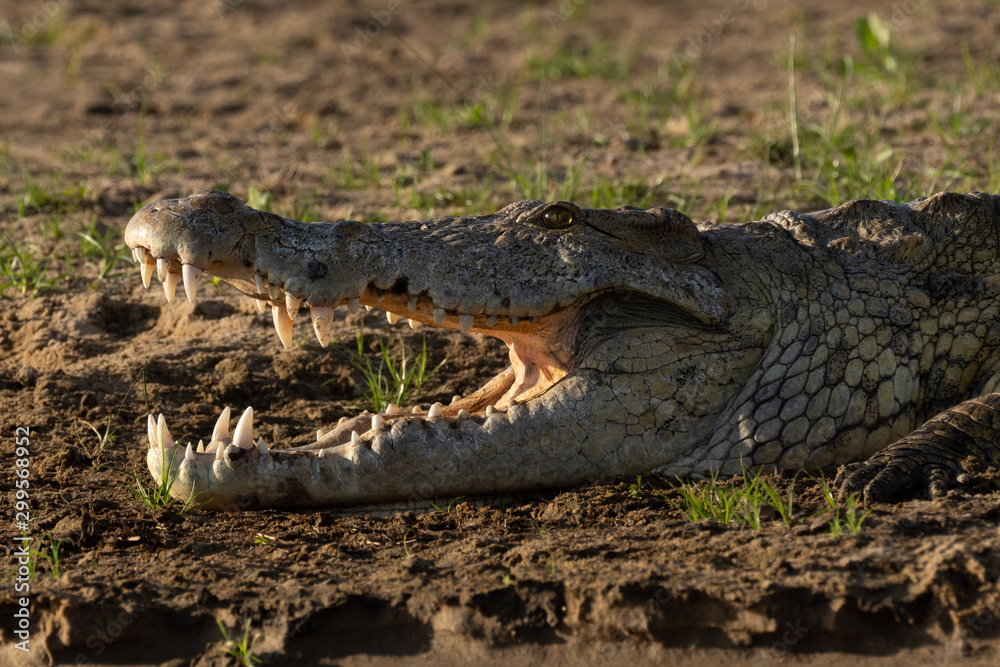 Fototapeta premium The NIle Crocodile on the banks of the Rufiji River in Tanzania