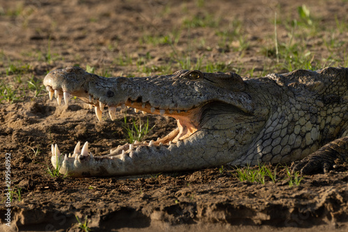 The NIle Crocodile on the banks of the Rufiji River in Tanzania
