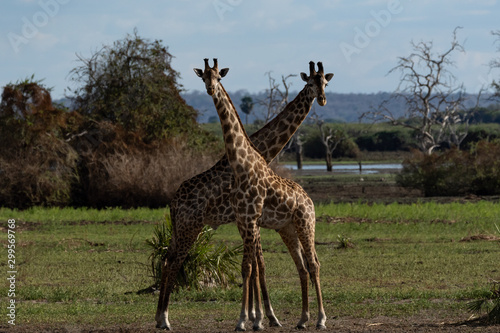 Masai giraffe in Selous Game Reserve in Tanzania