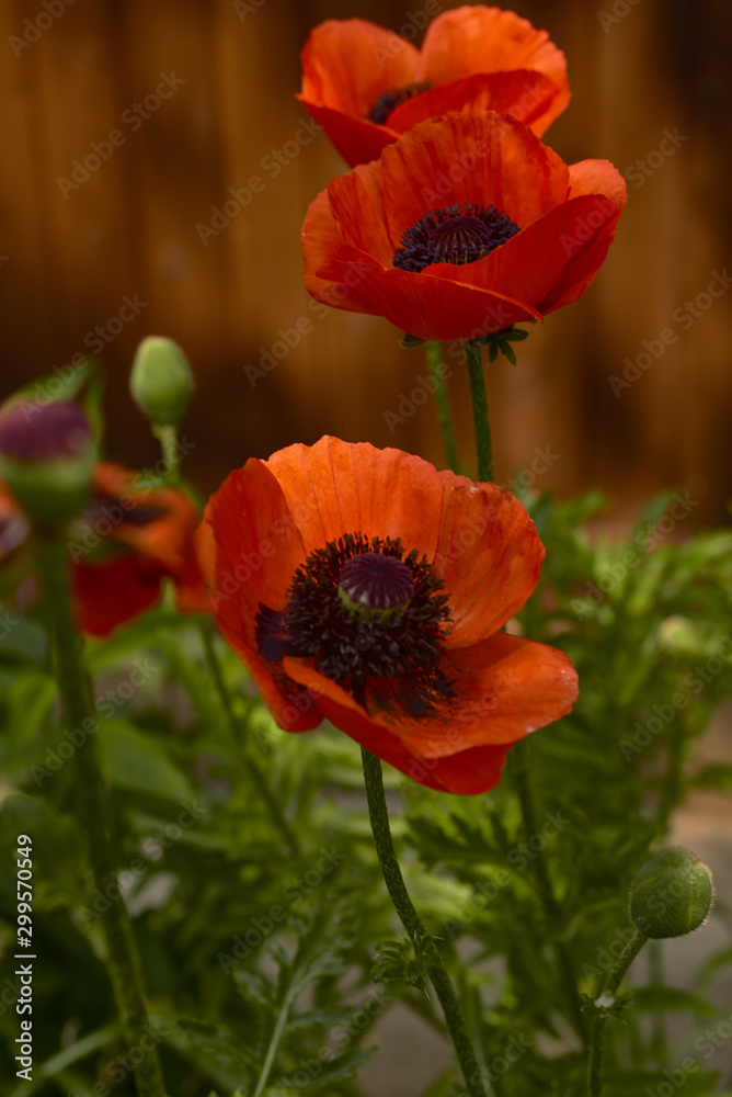 Garden poppies in bloom among the greenery of our garden Garden poppies in bloom among the greenery of our garden