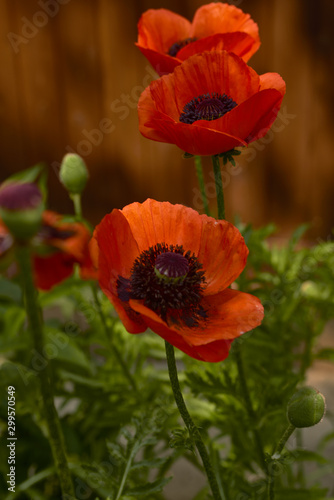 Garden poppies in bloom among the greenery of our garden