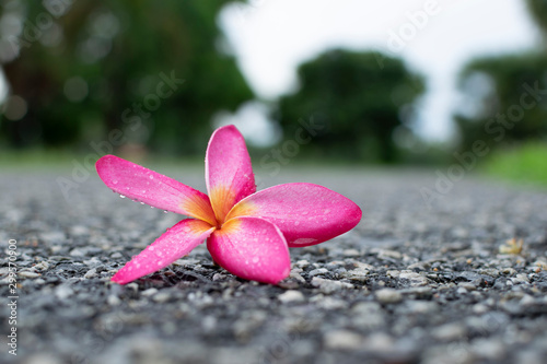 One Plumeria flower on the road surface It has pink color that looks beautiful.