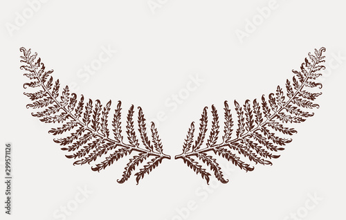 Hand drawn fern leaf plant. Symmetrically arranged two leaves of fern. Vector illustration of a beautiful decor of nature element.