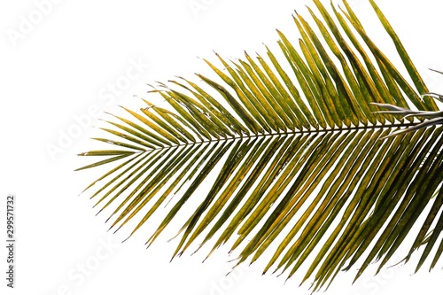 Old coconut leaves on white isolated background for green foliage backdrop and copy space 