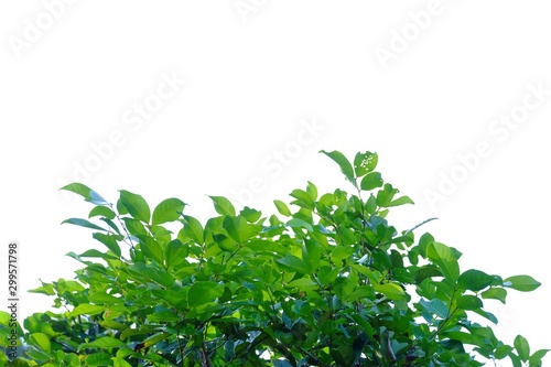 Trooical tree with leaves branches on white isolated background for green foliage backdrop 