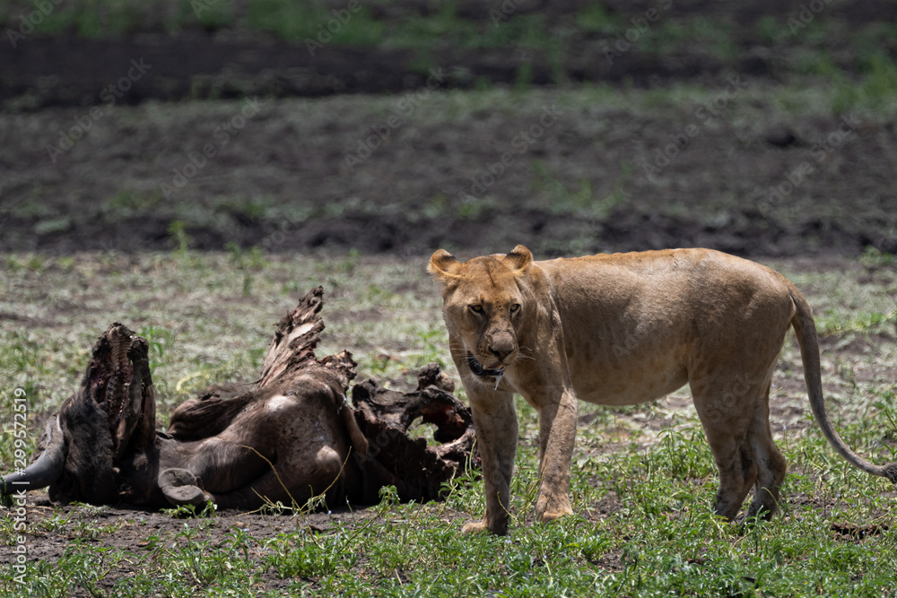 Lions in Selous Game Reserve, Tanzania