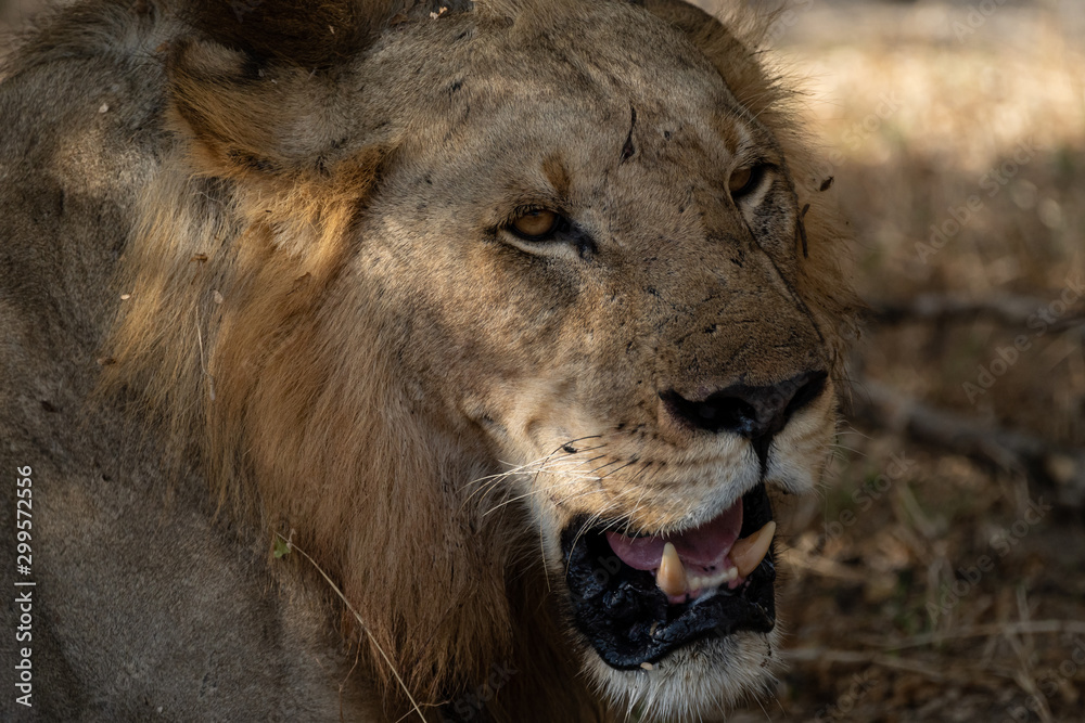 Lions in Selous Game Reserve, Tanzania