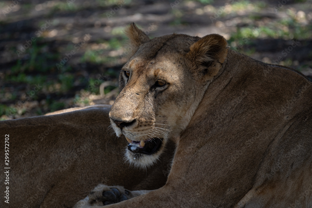 Fototapeta premium Lions in Selous Game Reserve, Tanzania