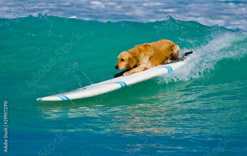 dog is surfing