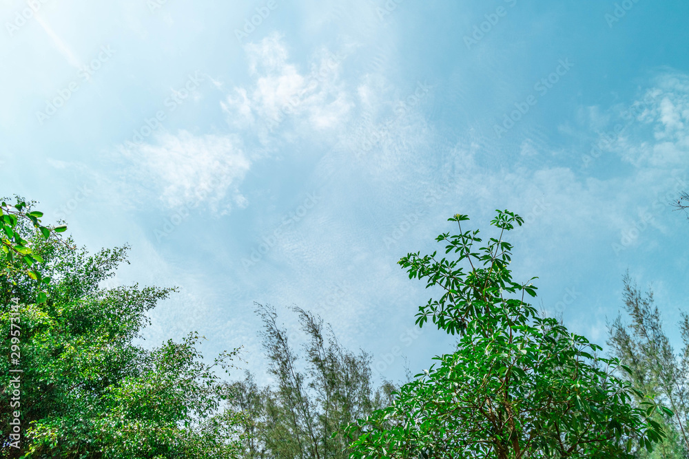 Green foliage background cloudy sky Green foliage background cloudy sky