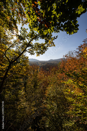 Autumn in the swiss forests