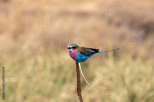 Bird in Tansasnia 