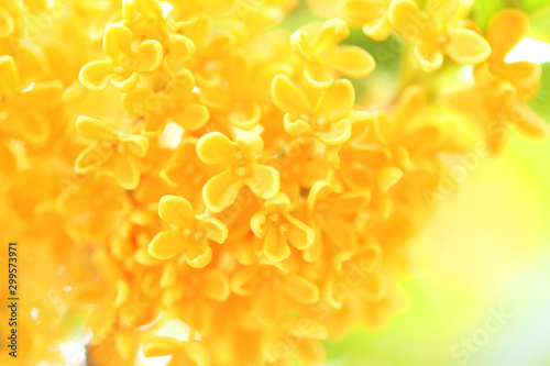 キンモクセイ　金色の花　