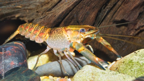 colorful Australian blue crayfish - cherax quadricarinatus in aquarium photo