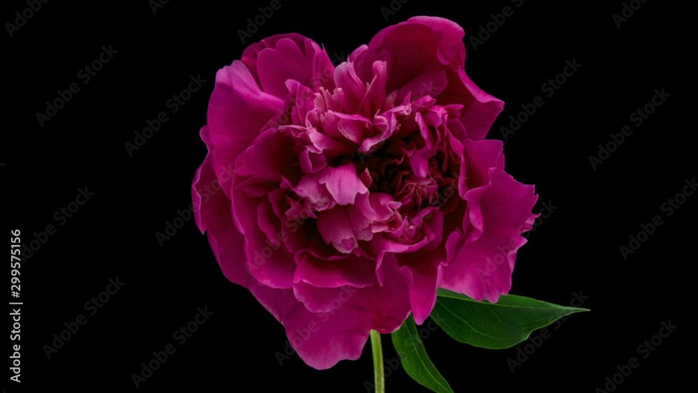 Timelapse of a beautiful pink peony blooming on a black background . 4K Timelapse of a beautiful pink peony blooming on a black background . 4K