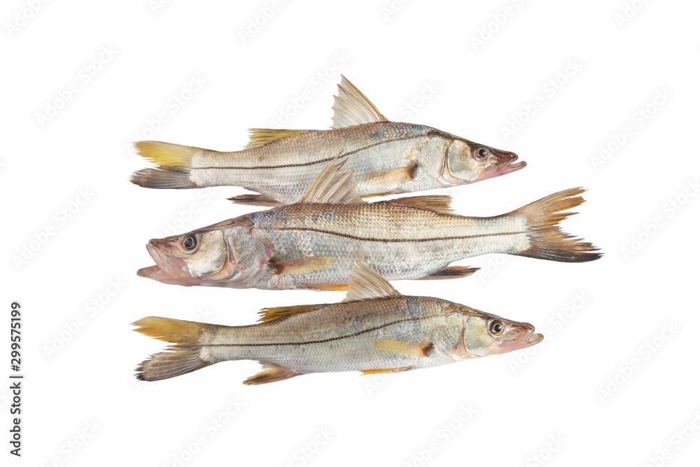 Big Snook or Bouche sea fish Trinidad Caribbean Isolated in White background Big Snook or Bouche sea fish Trinidad Caribbean Isolated in White background