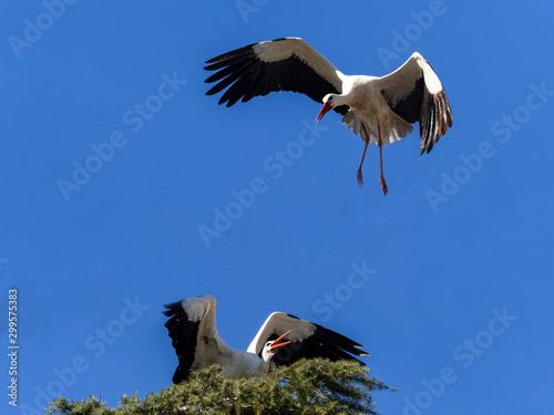 Stork in flight. Boadilla del Monte, Madrid, Spain photo
