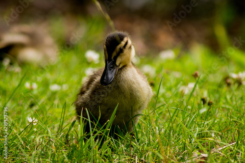 Wild duckling on the grass