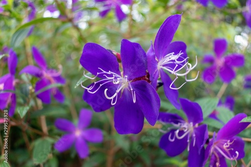 Fototapeta Naklejka Na Ścianę i Meble -  Purple flowers in the garden