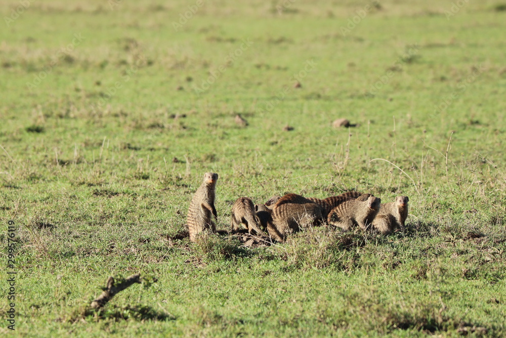 Group of banded mongooses in the african savannah. Group of banded mongooses in the african savannah.