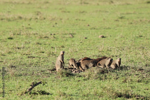 Group of banded mongooses in the african savannah. © Marie