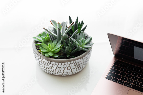 Modern rose gold laptop with succulent on white desk