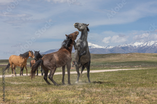 Wild Horse Stallions Fighting in the Utah Desert in Spring