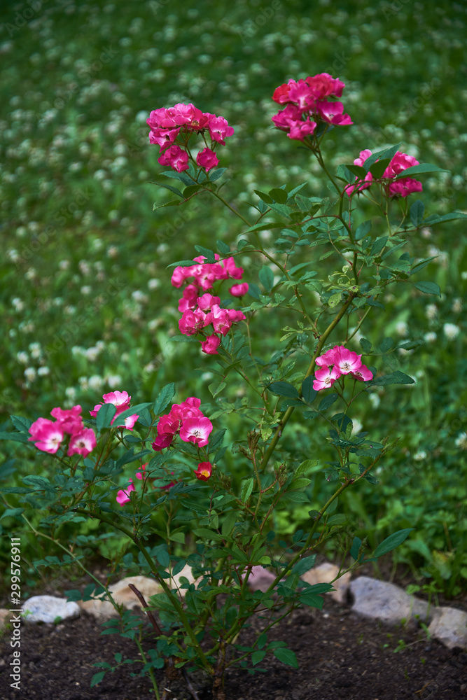 A red blossoming roses in the garden. Beautiful red rose bush growing on flower bed at sunny summer day.