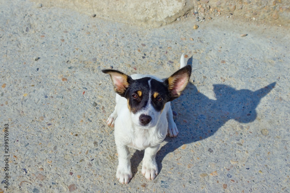 Homeless puppy on the street asks for food