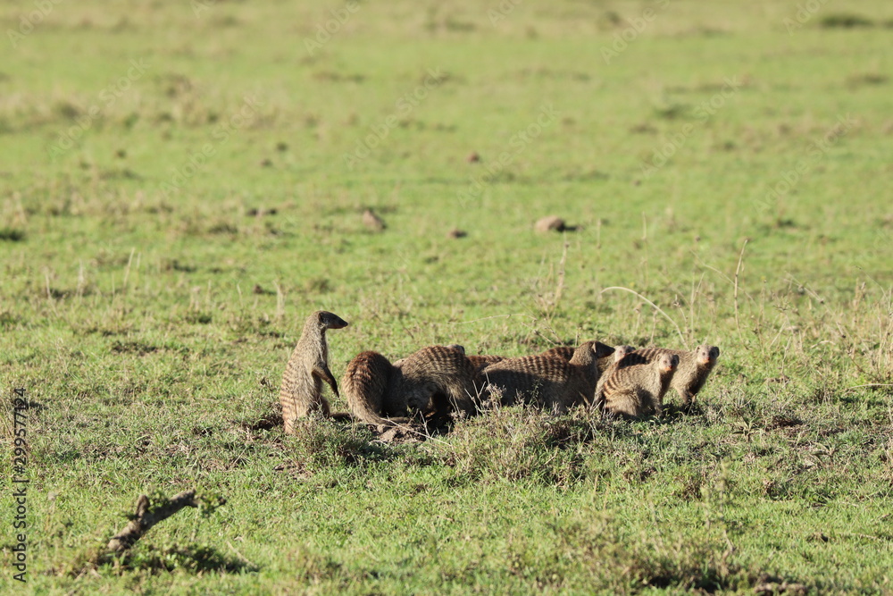Group of banded mongooses in the african savannah. Group of banded mongooses in the african savannah.