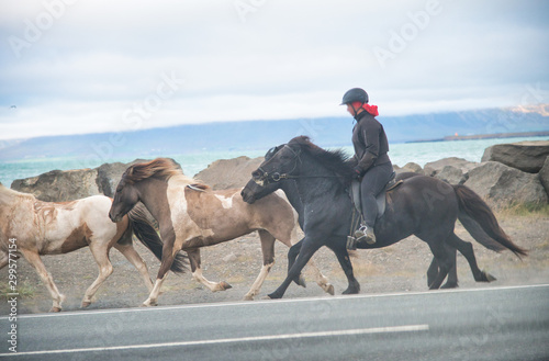 Running horses along Iceland road