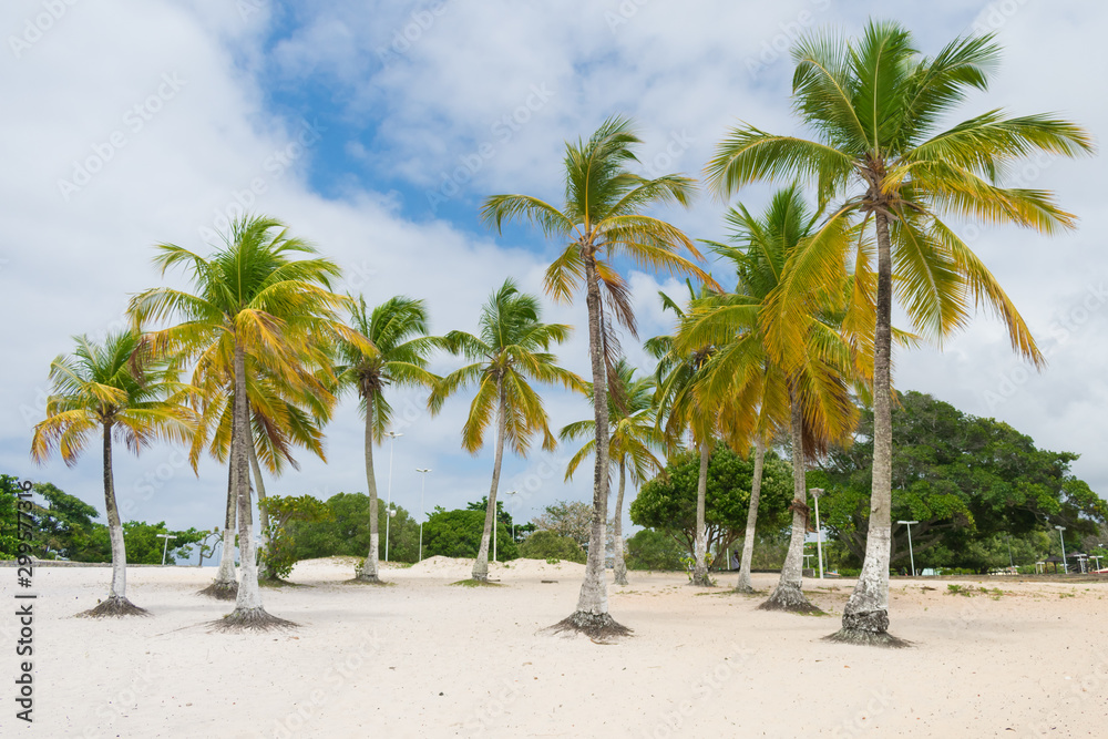 Obraz premium Coconut trees by the Abaete Lagoon, famous landmark of Itapua neighborhood in Salvador, Bahia - Brazil