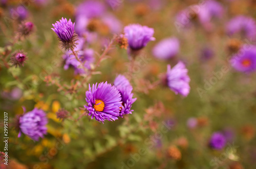 Vivid photo of purple flowers. Flowers September. A large bouquet of flowers close-up.