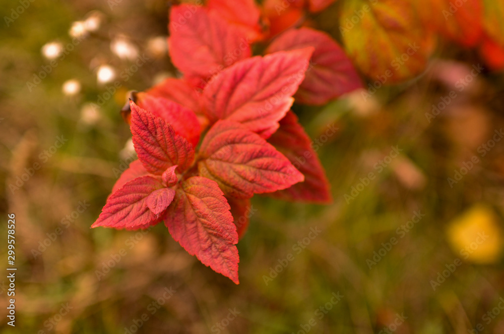 Red and yellow leaves in the autumn forest. Close-up photo with blurry background. Red and yellow leaves in the autumn forest. Close-up photo with blurry background.