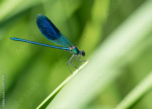Macro of male Banded Demoiselle, Calopteryx splendens resting on a green leaf. Damselfly of family Calopterygidae. Selective focus, green bokeh background, copy space