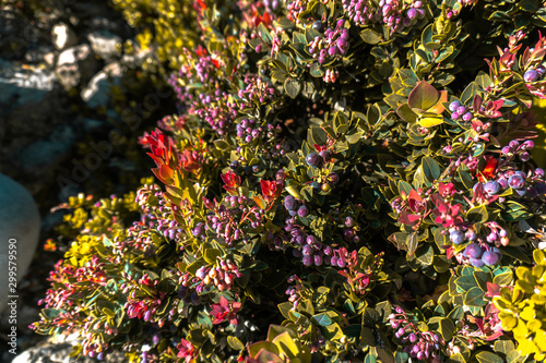 Wild berry at Mt. Aoi