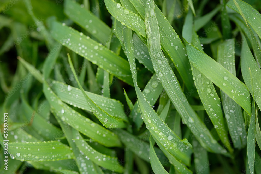 green grass with drops of rain on a summer day green grass with drops of rain on a summer day