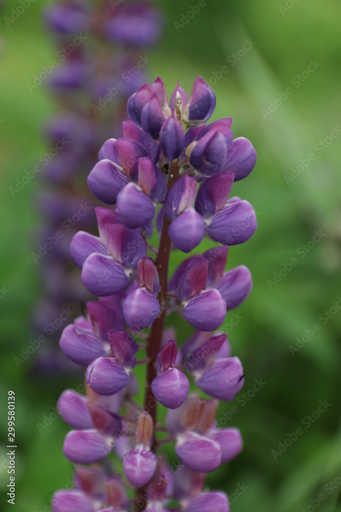 purple flowers on a green background purple flowers on a green background