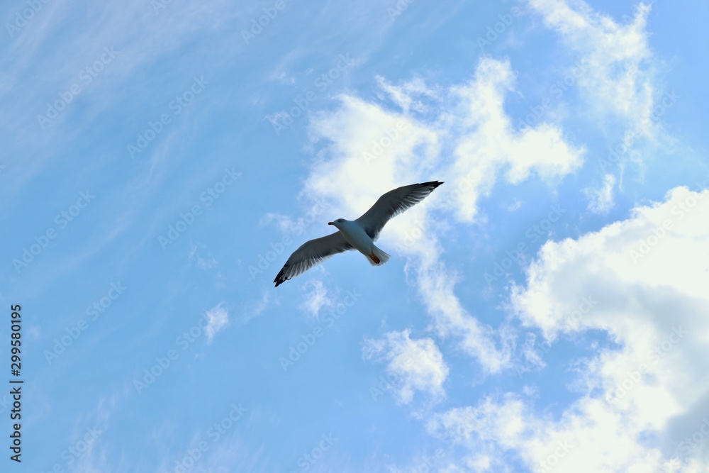 Sea gull on a background of blue sky