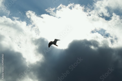 Seagull on a background of black clouds