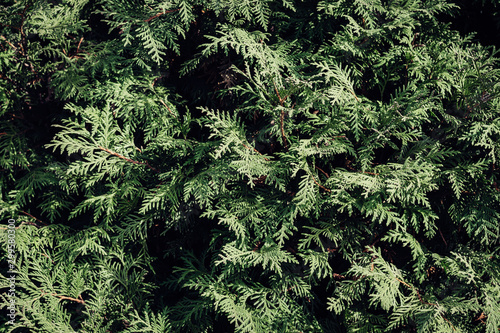 Natural background from coniferous branches. Green wall shrubbery
