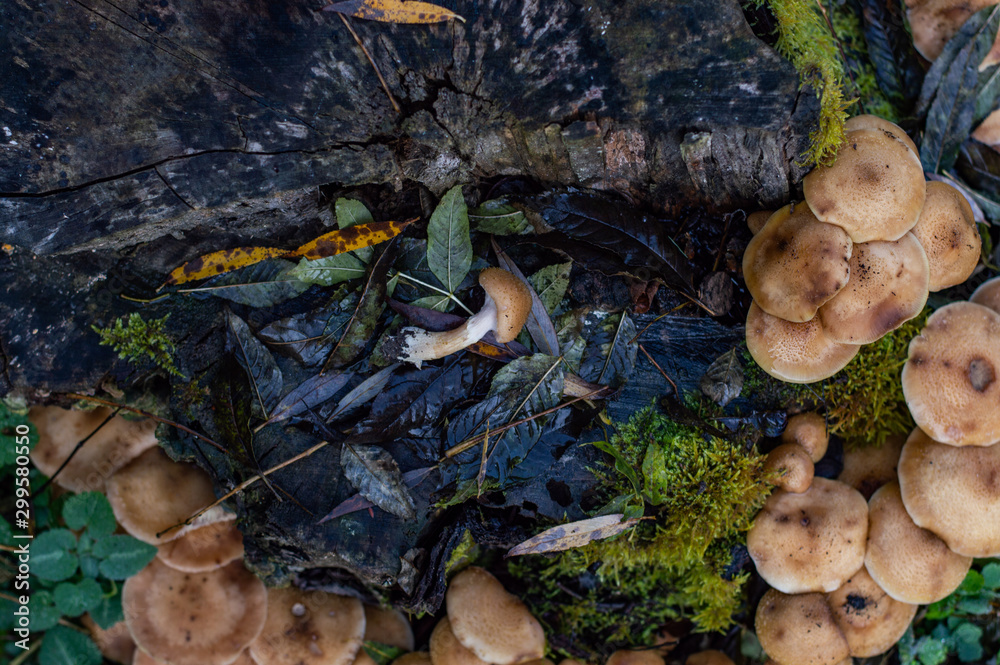 Mushrooms on a wooden stump - forest autumn scene Mushrooms on a wooden stump - forest autumn scene