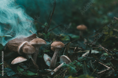 Toxic mushrooms in the dark forest - magical scary scene for Halloween