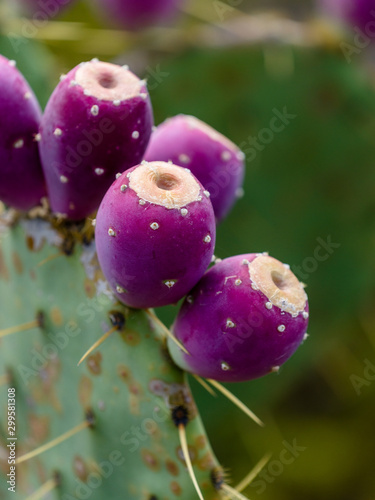 Close-up of beautiful prickly pear cactus with pink fruits. Opuntia, ficus-indica or Indian fig opuntia in park in Crimea near Black Sea.