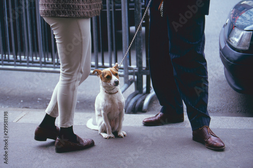 散歩の途中で立ち話が終わるのを待つ犬