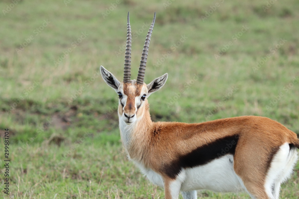Thomson's gazelle in the african savannah. Thomson's gazelle in the african savannah.